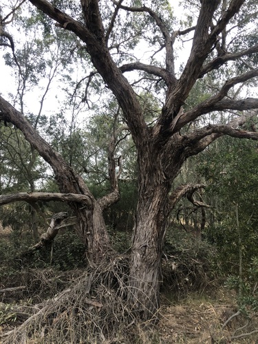 Image of Eucalyptus yarraensis by (c) Samuel Frankel, some rights reserved (CC BY)