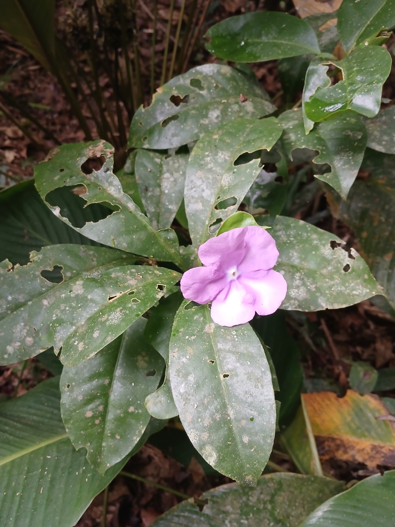Imagem de Manacá-de-cheiro