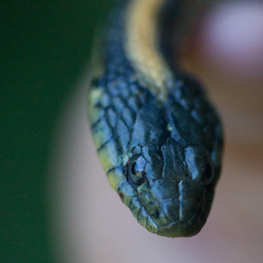 Thamnophis atratus