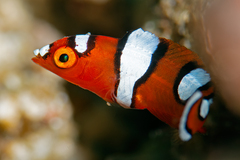 African Clown Wrasse photo 2