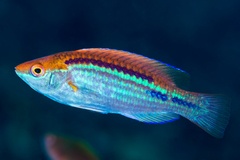 Lubbock's Wrasse photo 1