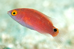 Lubbock's Wrasse photo 5