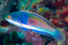 Blue-Scaled Fairy Wrasse photo 1
