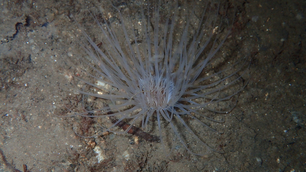 Northern Cerianthid