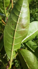 Chimarrhis