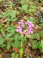 Platanthera peramoena