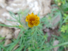 Melampodium linearilobum