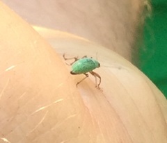 Polydrusus formosus