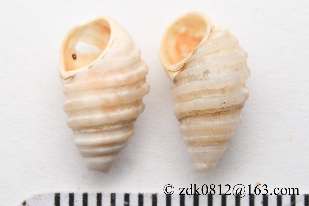 Paraprososthenia