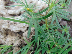 Melampodium linearilobum