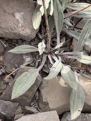 Eriogonum havardii