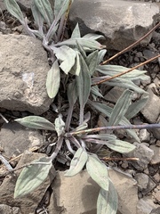 Eriogonum havardii