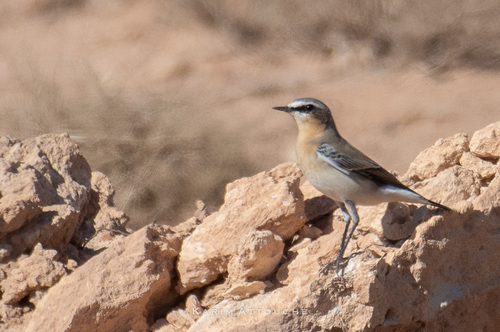 Northern Wheatear