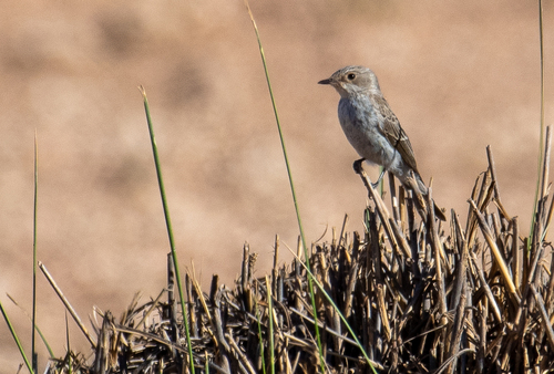 Spotted Flycatcher