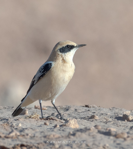 Western Black-eared Wheatear
