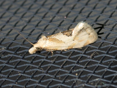 Aethes angustana
