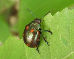 Leptinotarsa behrensi