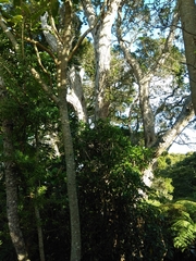 Metrosideros robusta