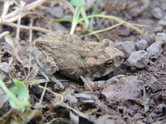 Incilius perplexus