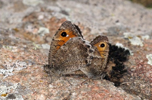 Anatolian Tawny Rockbrown