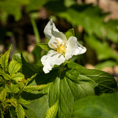 Trillium camschatcense