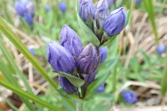 Gentiana sceptrum