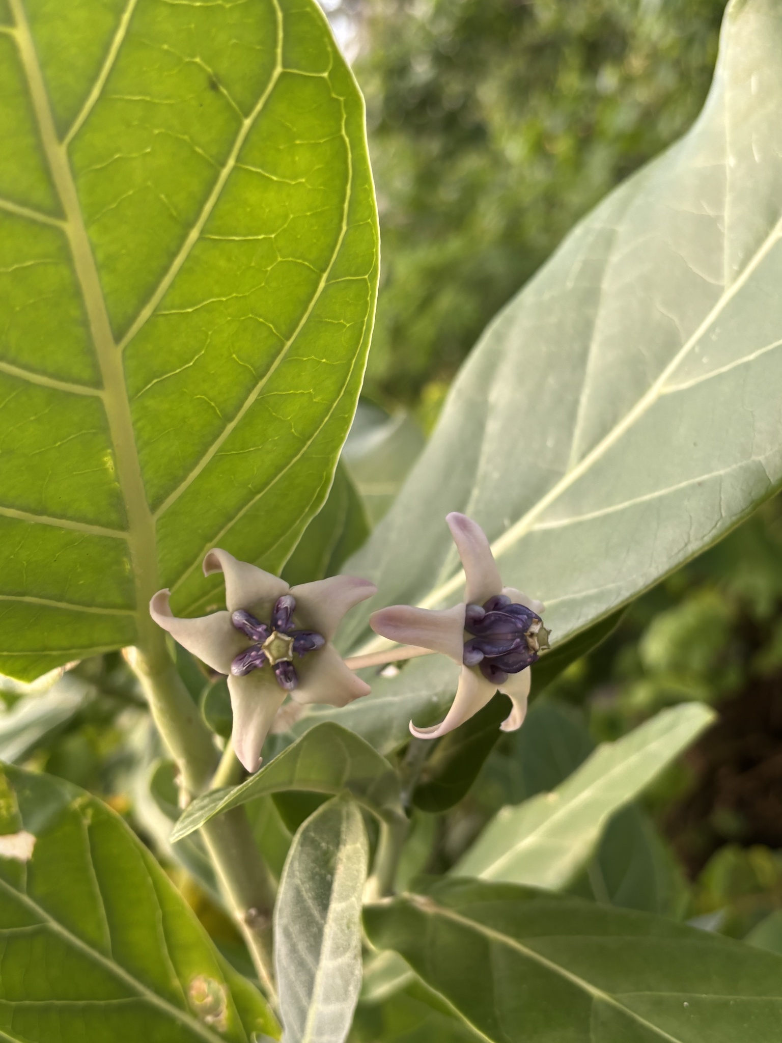 Imagem de Flor-de-seda
