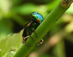 Eurhinus