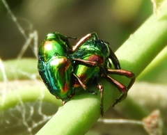 Eurhinus