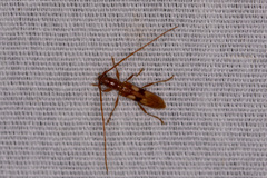 Heterachthes quadrimaculatus