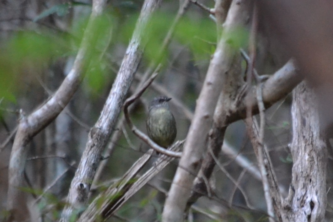 Tasmanian Scrubwren (Sericornis humilis), photo 4