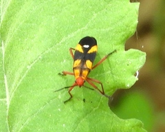 Oncopeltus guttaloides