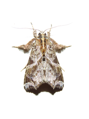 Callopistria floridensis