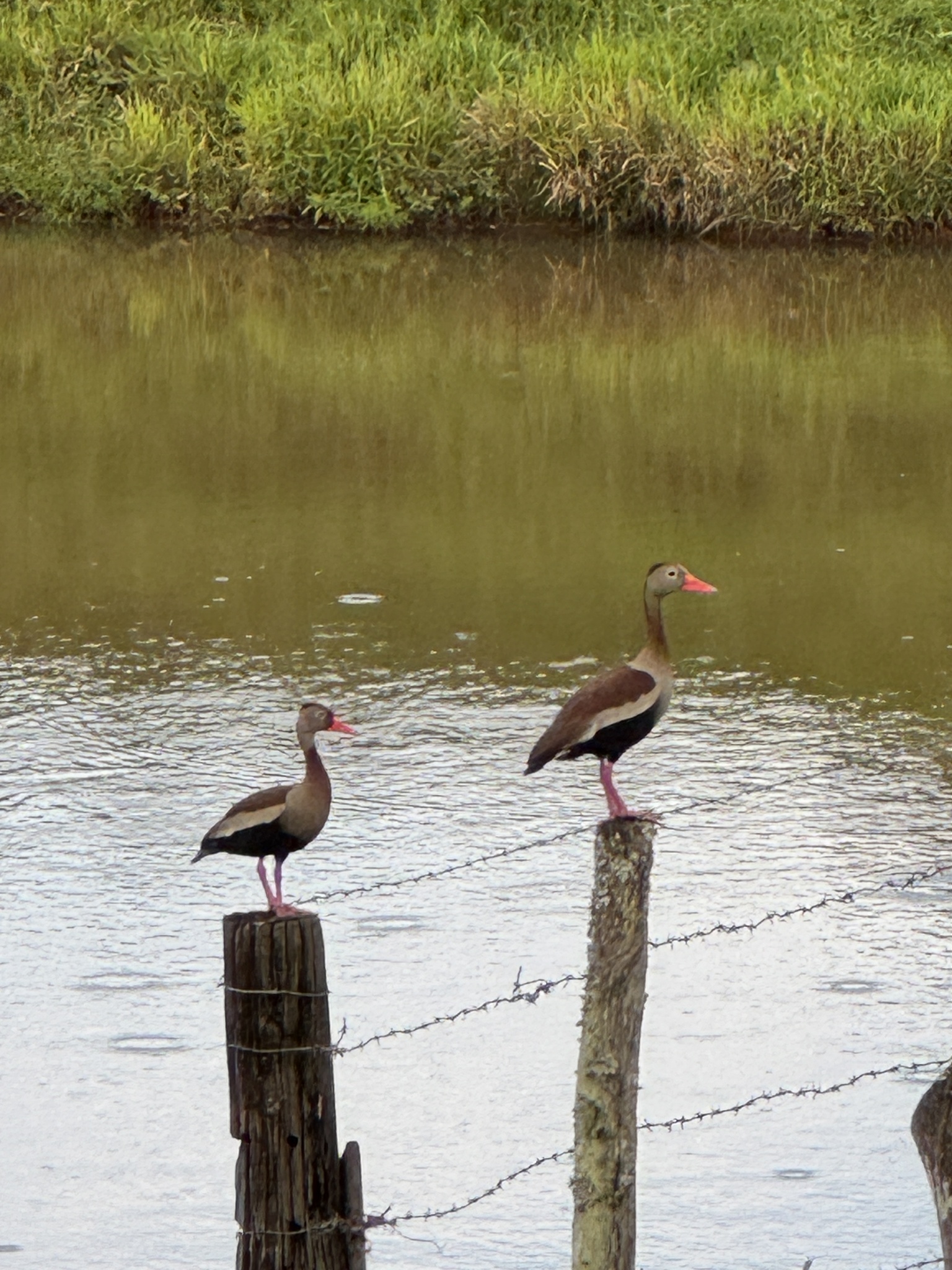 Black-bellied Whistling-Duck (Dendrocygna autumnalis)