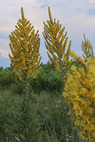 showy mullein