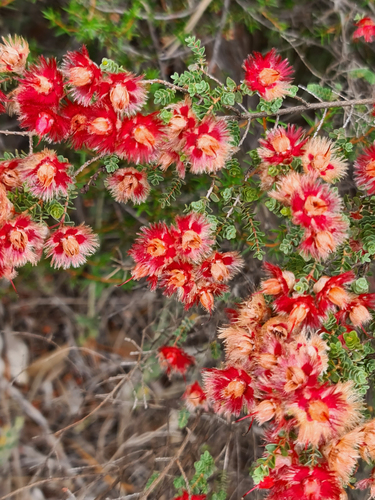 Verticordia etheliana, photograph 2