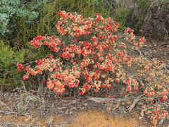 Verticordia etheliana, photograph (c) Cal Wood, some rights reserved (CC BY)