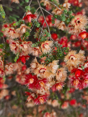 Verticordia etheliana, photograph (c) Cal Wood, some rights reserved (CC BY)
