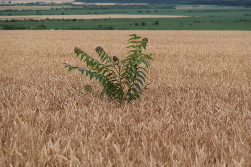 tree-of-heaven
