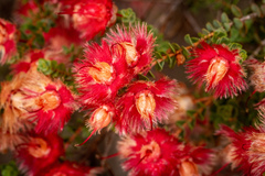 Verticordia etheliana