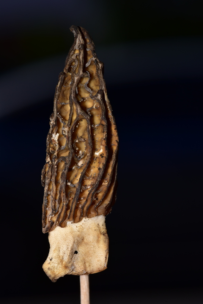 Morchella sp. 'septimelata-PNW04'