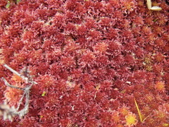 Sphagnum rubellum