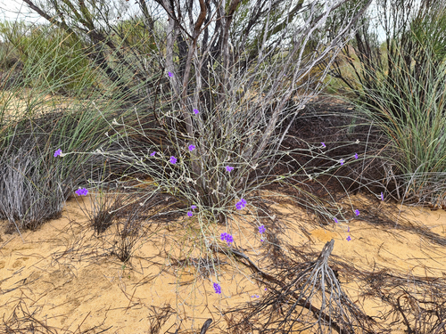 Sparse-leaved Dampiera (Dampiera oligophylla)