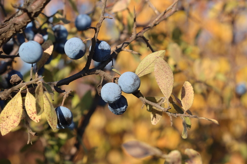 Blackthorn
