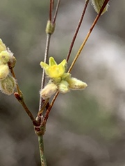Eriogonum havardii