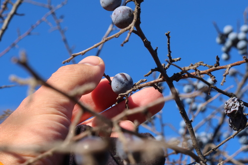 Blackthorn