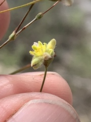 Eriogonum havardii