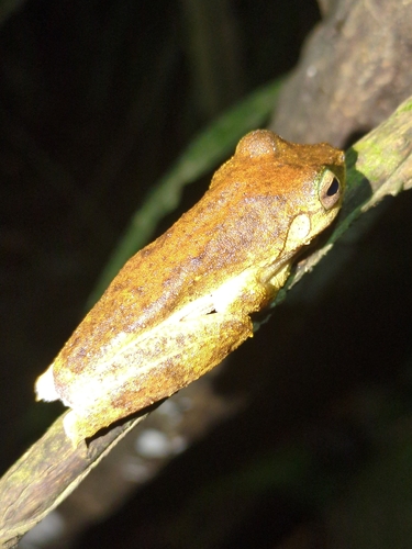 Ranoidea eucnemis observed 2025-01-07