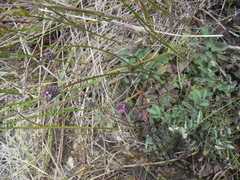Sanguisorba officinalis