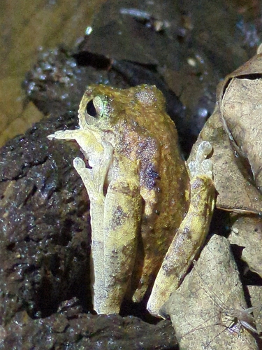 Ranoidea eucnemis observed 2025-01-07
